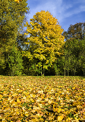 Image showing autumn landscape with maple