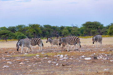 Image showing Zebra in bush, Namibia Africa wildlife