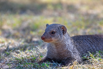 Image showing Banded mongoose, Namibia Africa, Safari wildlife