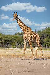 Image showing South African giraffe, Africa Namibia safari wildlife