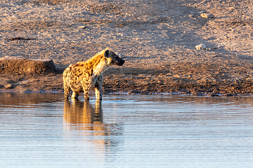 Image showing Spotted hyena drinking water Namibia, Africa safari wildlife