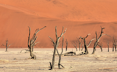 Image showing dry acacia tree in dead in Sossusvlei, Namibia