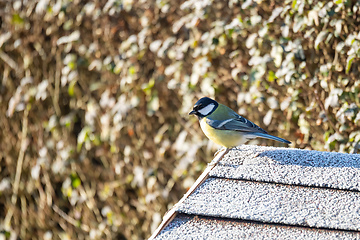 Image showing beautiful small bird great tit on bird feeder
