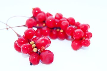 Image showing branch of red ripe schisandra isolated