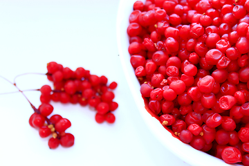 Image showing branches and full plate of red ripe schisandra isolated