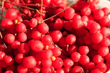 Image showing harvest of red schisandra