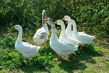 Image showing Flight of white geese in the yard