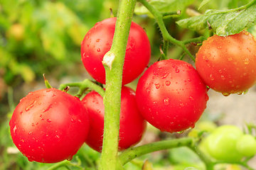 Image showing red tomatoes in the bush