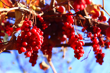 Image showing branch of red ripe schisandra 