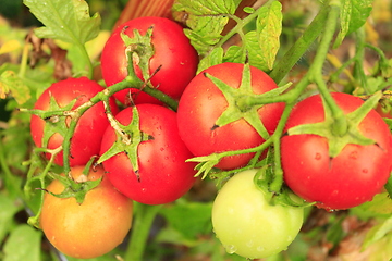 Image showing red tomatoes in the bush