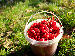 Image showing red ripe schisandra in the bucket