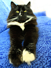 Image showing black cat sleeping on the blue sofa