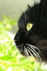 Image showing gaze black cat