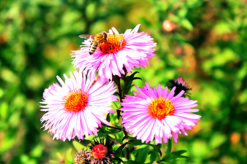 Image showing bee sitting on the asters 