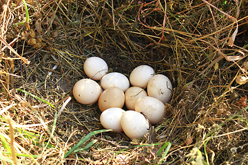 Image showing Nest of hen with ten eggs