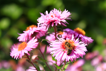 Image showing bee sitting on the asters 