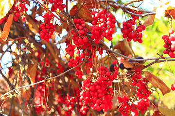 Image showing branch of red ripe schisandra 