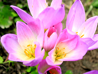 Image showing pink flowers of colchicum autumnale