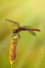 Image showing dragonfly sitting on the dry blade