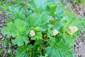 Image showing big blooming bush of rhubarb