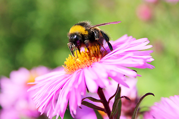 Image showing bumblebee sitting on the asters 