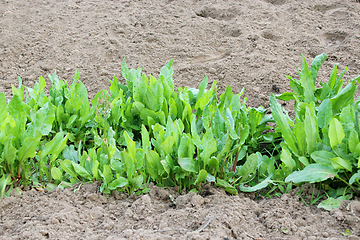 Image showing bed of sorrel