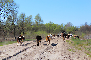 Image showing cows coming back from pasture