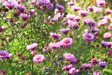 Image showing red beautiful asters