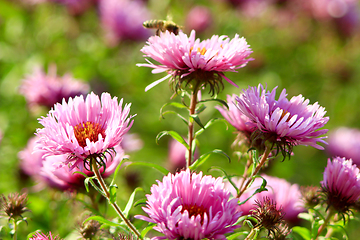 Image showing red beautiful asters