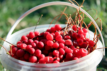 Image showing red ripe schisandra in the bucket