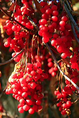 Image showing big branches of schisandra 