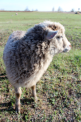 Image showing sheep on the grass