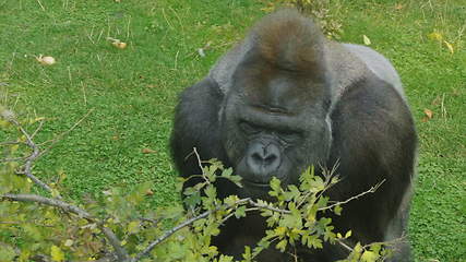 Image showing Lowland gorilla on the epic pose of solving his problems.