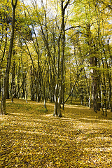 Image showing yellow foliage before falling