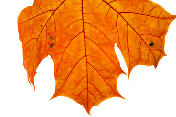 Image showing maple leaves