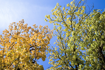 Image showing yellowed leaves of trees