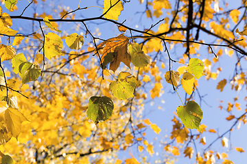 Image showing new yellow color of birch leaves