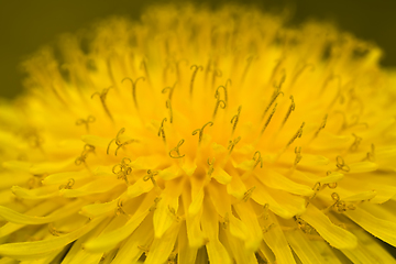 Image showing yellow beautiful dandelions