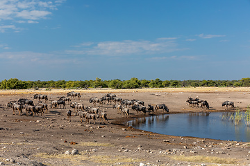 Image showing big herd of wild Blue Wildebeest Gnu, Namibia Africa