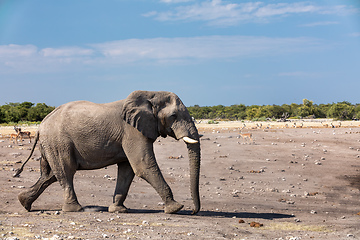 Image showing African Elephant in Namibia, Africa safari wildlife