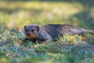 Image showing Banded mongoose, Namibia Africa, Safari wildlife