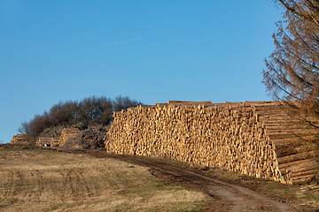 Image showing Piled logs of harvested wood