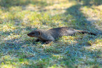 Image showing Banded mongoose, Namibia Africa, Safari wildlife