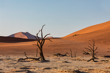 Image showing dry acacia tree in dead in Sossusvlei, Namibia