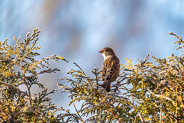 Image showing beautiful small bird house sparrow in winter