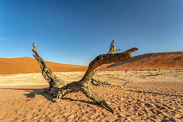 Image showing dry acacia tree in dead in Sossusvlei, Namibia