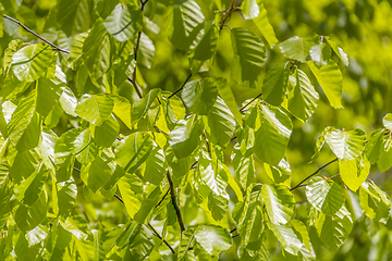 Image showing sunny illuminated spring leaves