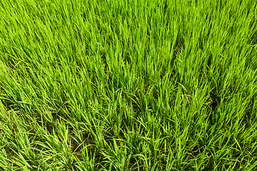 Image showing Rice close up, India