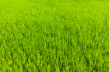 Image showing Rice close up, India