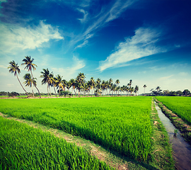 Image showing Rice close up, India